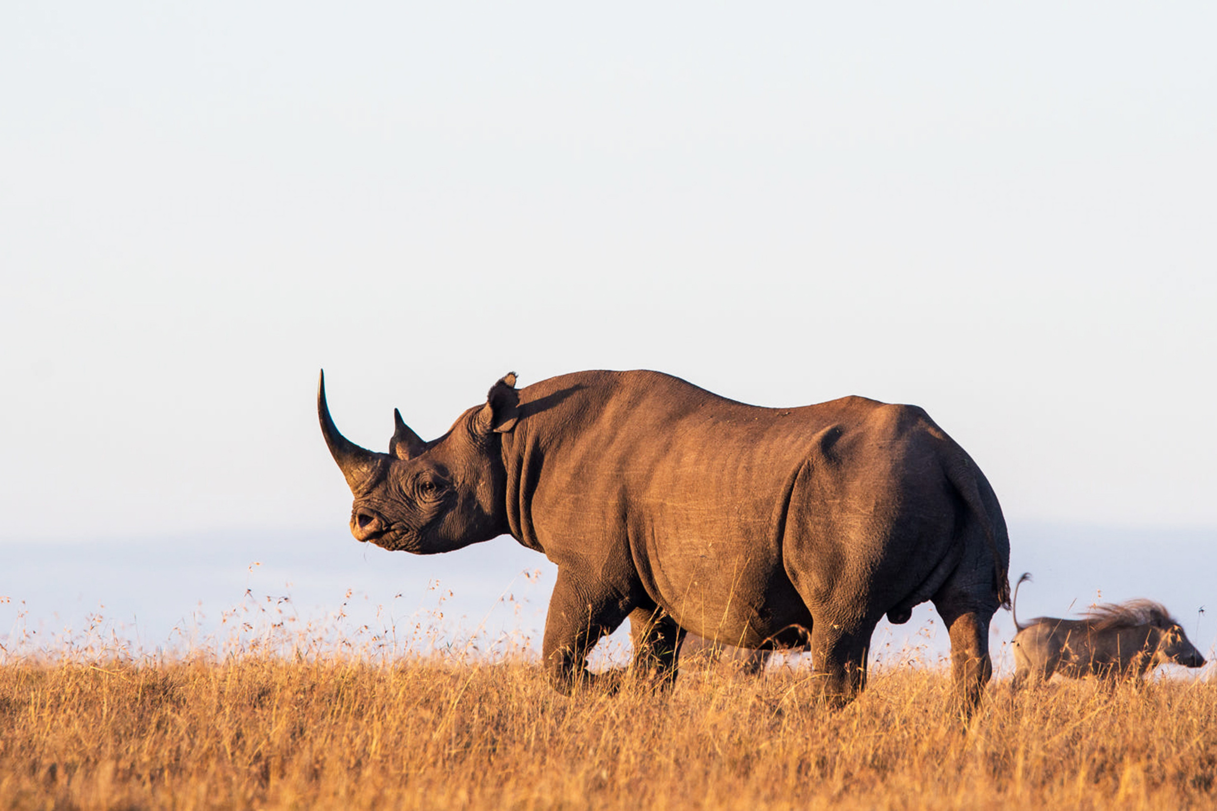ol pejeta conservancy (3).webp